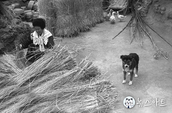 1988 전남강진 비자리마을