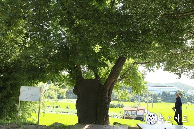 마을어르신 말에 의하면 원래 나무 둥치 반 이상이 죽어 썩어 없어졌다고 한다. 지금 남은 것은 반쪽도 안된다고 한다. 