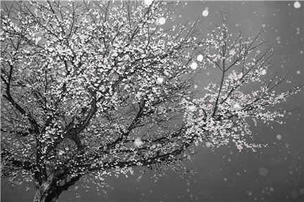 위미벚꽃, 2018, 한지에 ink-jet print 채색, 50x35cm
