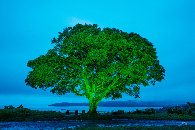 Mango tree_Sawani 2023